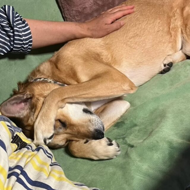 撫でられてご満悦なサクラ🐶撫でるのやめたら「ちょっと!!なんでやめるの!!」って怒られた😅再度撫で始めたら「そうそう、そこそこ」って満足気な顔☺️