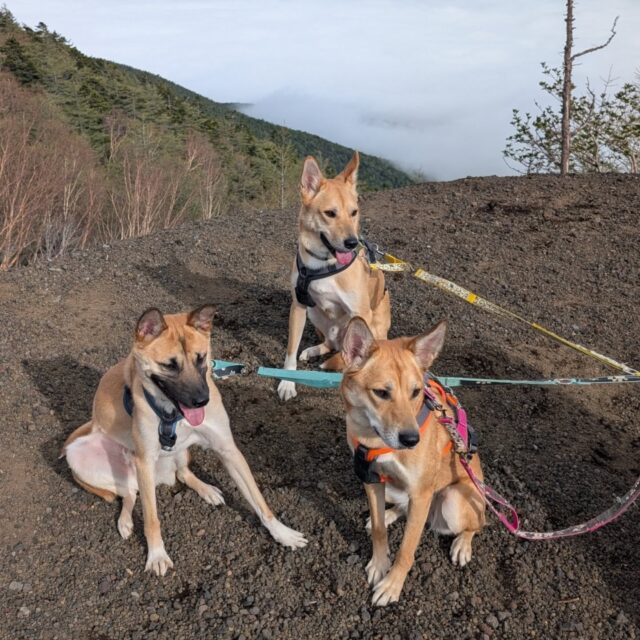 富士山の五合目まで車で行けるよね〜って
ワンコ達と行ってきました🗻
富士山バックには撮れなかったけれど
雲海とワンコ達の写真が撮れて満足😆😆
帰りに野生の鹿さんに遭遇😳