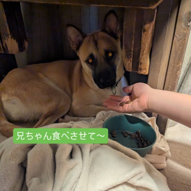 珍しくノクちゃんがご飯を残した!😅
試しに息子が手からあげたら食べ始めた👍
甘えたかったのね🥰
お兄ちゃんからご飯をもらうノクちゃんを
「僕も欲しいな〜」と指をくわえて
見つめる柚（笑）