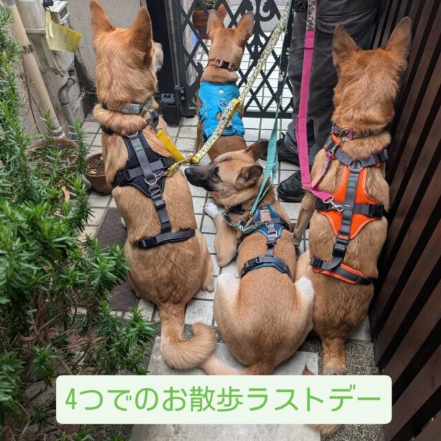 預かっていた央（ちか）ちゃんが
トライアルに出発しました✨
兄さん姉さんとのお散歩ラストデー
みんなにご挨拶をして出発です🐶

ご縁が繋がりますように☺️
