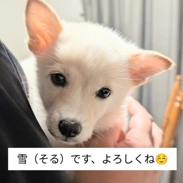 希ちゃん家からお引越ししてきた
雪（そる）くん🐶
クリーム色でフワフワちゃん
元気いっぱいでオモチャで遊んでいたのにカメラに突進（笑）
遊び疲れたらソファの下やサークルとベッドの間で寝ちゃいます😊

#保護犬を家族に 
#保護犬
#そのちいさな命守りたいプロジェクト 
#香川県出身雑種仔犬