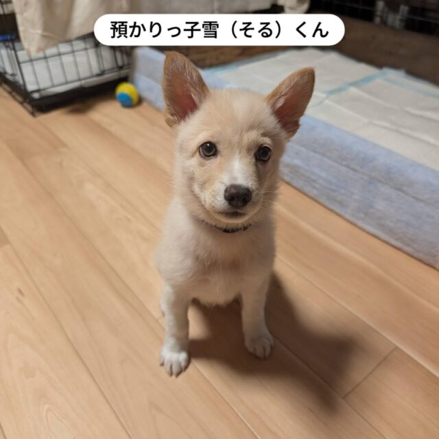 預かりっ子雪（そる）くん
そろそろ生後3ヶ月になる男の子🐶
歯が痒いのかな？いろんなものを齧ります😅😅
こんな可愛いお出迎えされたら
毎日早く帰りたくなっちゃうよね🥰

そるくん、8月23日(日)10:00〜15:00
静岡県動物愛護センターしっぽのバトン
の譲渡会に参加します。
会いに来てね🐶

#静岡県動物愛護センター
　しっぽのバトン
#保護犬を家族に 
#そのちいさな命守りたいプロジェクト