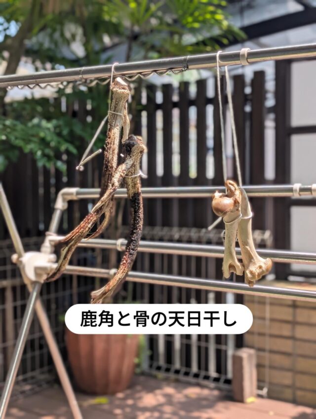 デッキで魔除けのようにぶら下げて
天日干ししていた鹿角と骨をワンコ達にあげてみた、それぞれ好みがあるみたいで夢中になって喜んでくれたけど与えすぎるとウンチ💩がカピカピになっちゃうから適当な所で撤収〜