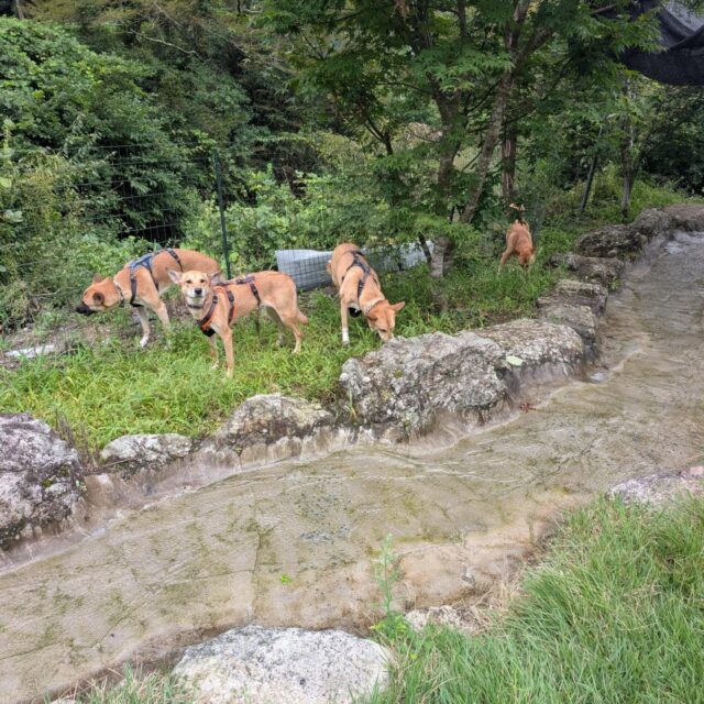 柚と桜の姉弟ワンコ、アンちゃんと
ドッグランへ🐶🐶🐶🐶
一緒にサラダバーしたり
触れ合ったりちょっと冒険したり
楽しかったね〜🥰
私達も予約しておいたお蕎麦をいただいて大満足でした😊