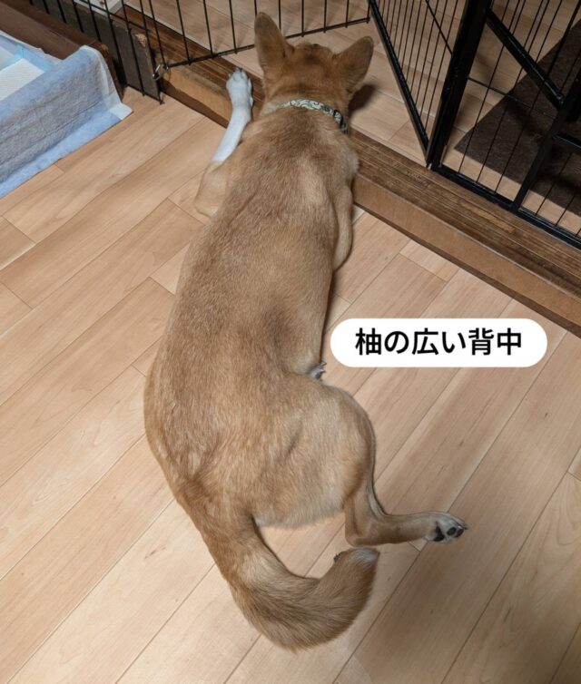 頼りがいのある広い背中の柚
何かをじっと見つめてる
隣でワチャワチャが始まっても気にならないほど真剣に見つめる先には…
鹿肉!!!!やっぱり食べ物には弱いのね😁
