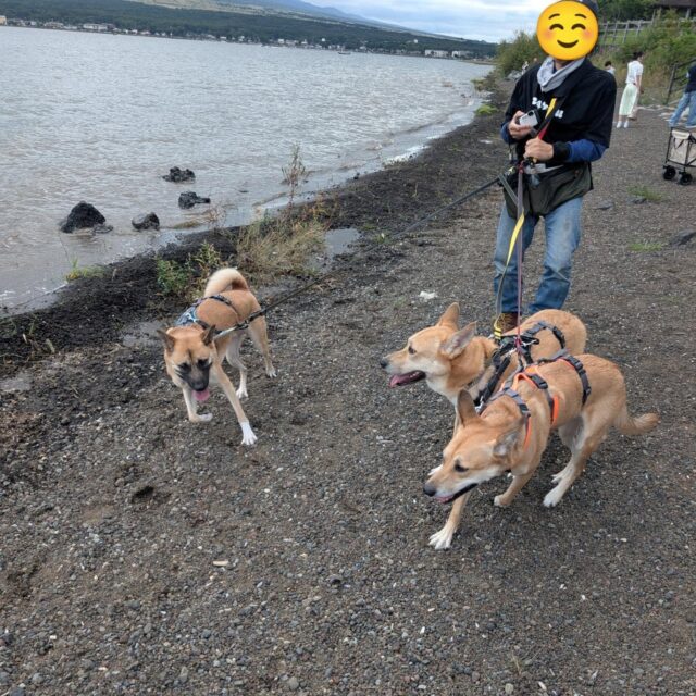 みんなで山中湖に🚗
曇っていたからか暑くなく気持ち良かった🥰
道沿いの遊歩道は車の音やバイクの音が響いてビビリな家のワンコ達は落ち着かないので湖に降りてみたんだけど
ボートやジェットスキーの音もダメだった😱
時々通るボートやジェットスキーに
ドキドキしながら夏の終わりを楽しんできました✨
