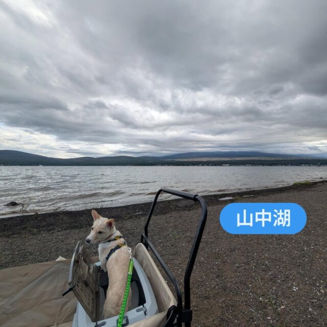 預かられっ子雪（そる）です🐶
今日僕は仮父さんと仮母さん
柚兄さん、桜姉さん、仰兄ちゃんと
山中湖に行ってきたんだ!!
初めて見る湖は大きくてちょっと怖くて
仮母さんにしがみついちゃった😅
駐車場まではカートで運んでもらってラクチン😁👍
次はずっとのお家の家族と遊びに来たいな〜🐶

雪（そる）くん4ヶ月位の男の子
ずっとのお家募集中です。

#そのちいさな命守りたいプロジェクト
#保護犬
#香川県保護犬