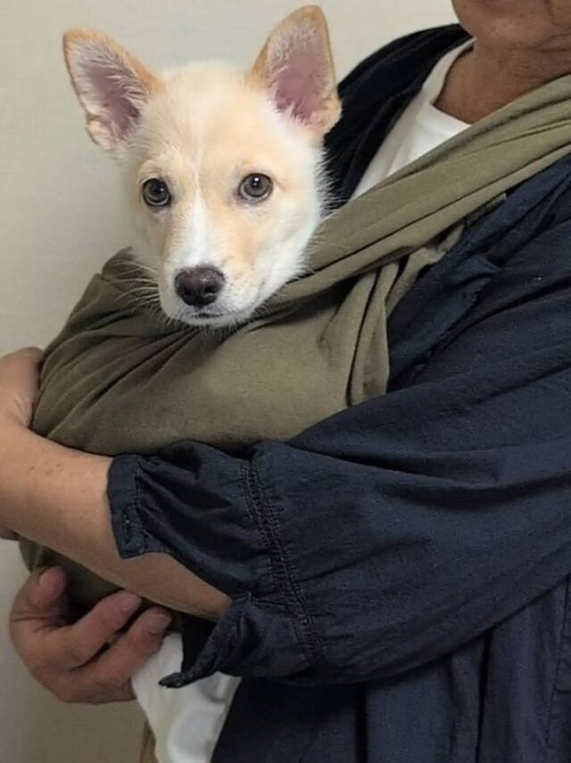 預かりっ子雪（そる）くん
3か月の男の子🐶
まだまだスリングに入っちゃう大きさです😊イタズラの証拠残しちゃったり
先輩ワンコと美味しいもの出てくるのを待ったり毎日元気に成長中です✨
今日はワクチン頑張ってきたよ💉

そるくん、ずっとのお家募集中です。
今週は譲渡会お休みだけど来週
9月13日(日)10:00〜15:00
トヨタカローラ沼津店での譲渡会に
参加します😊
会いに来てくださいね🥰

#そのちいさないのち守りたいプロジェクト 
#トヨタカローラ沼津店