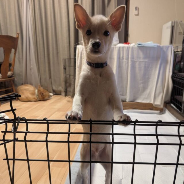 預かりっ子の雪（そる）くん
3.5カ月位の男の子です🐶
ご飯大好きで支度をしてると待ちきれなくて催促してきます🤤
イタズラ見られてこんな顔したり
オモチャ独り占めしたり
毎日元気に成長中です✨
雪（そる）くん
ずっとのお家募集中です。

明日、トヨタカローラ沼津店での譲渡会
に参加します、会いに来てくださいね🥰

#トヨタカローラ沼津店 
#保護犬を家族に
 #そのちいさないのち守りたいプロジェクト